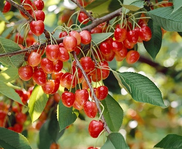 Cerisier 'Bigalise'