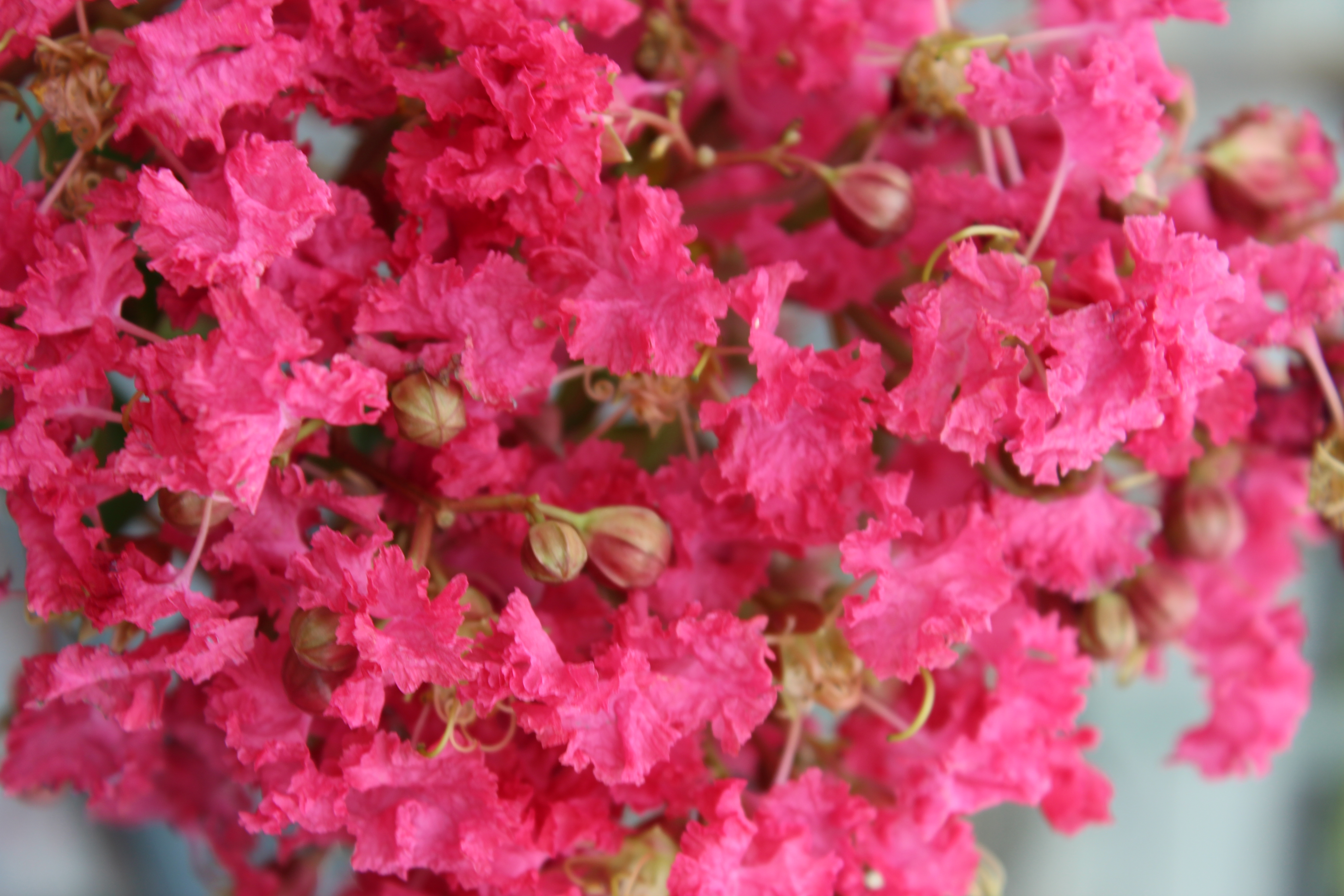 Lilas des indes 'Margaux'