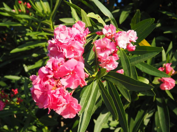 Laurier-rose