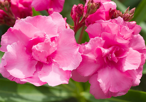 Laurier-rose 'Aramis rose double'