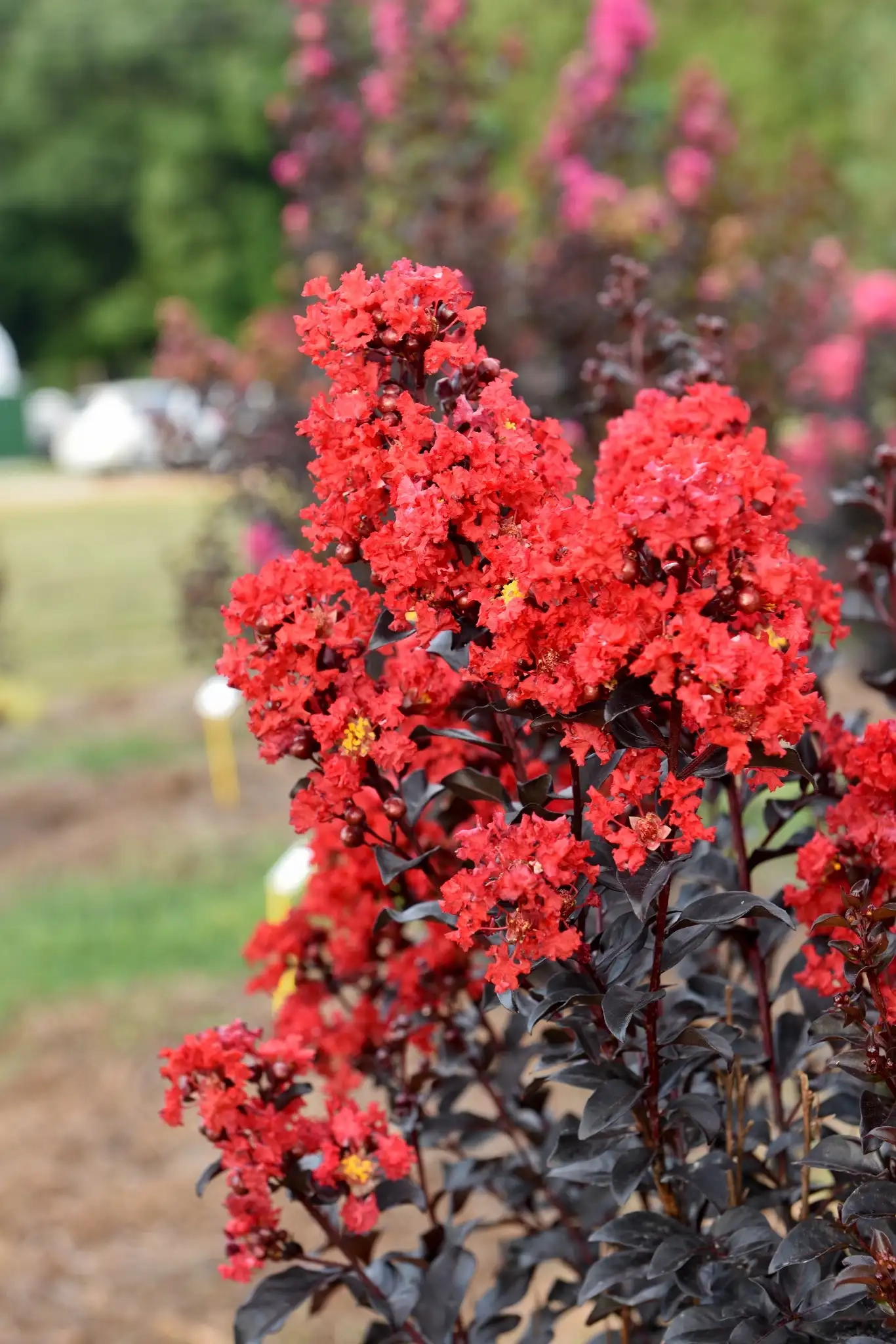 Lilas des indes 'Sunset magic'