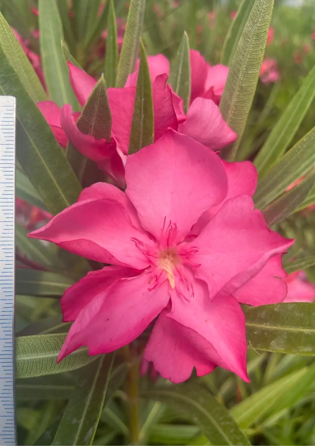 Laurier rose 'Colise'