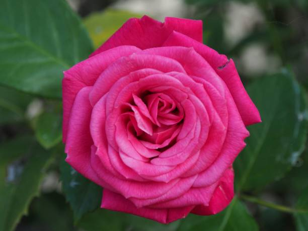 Rosier 'Bernadette lafont '