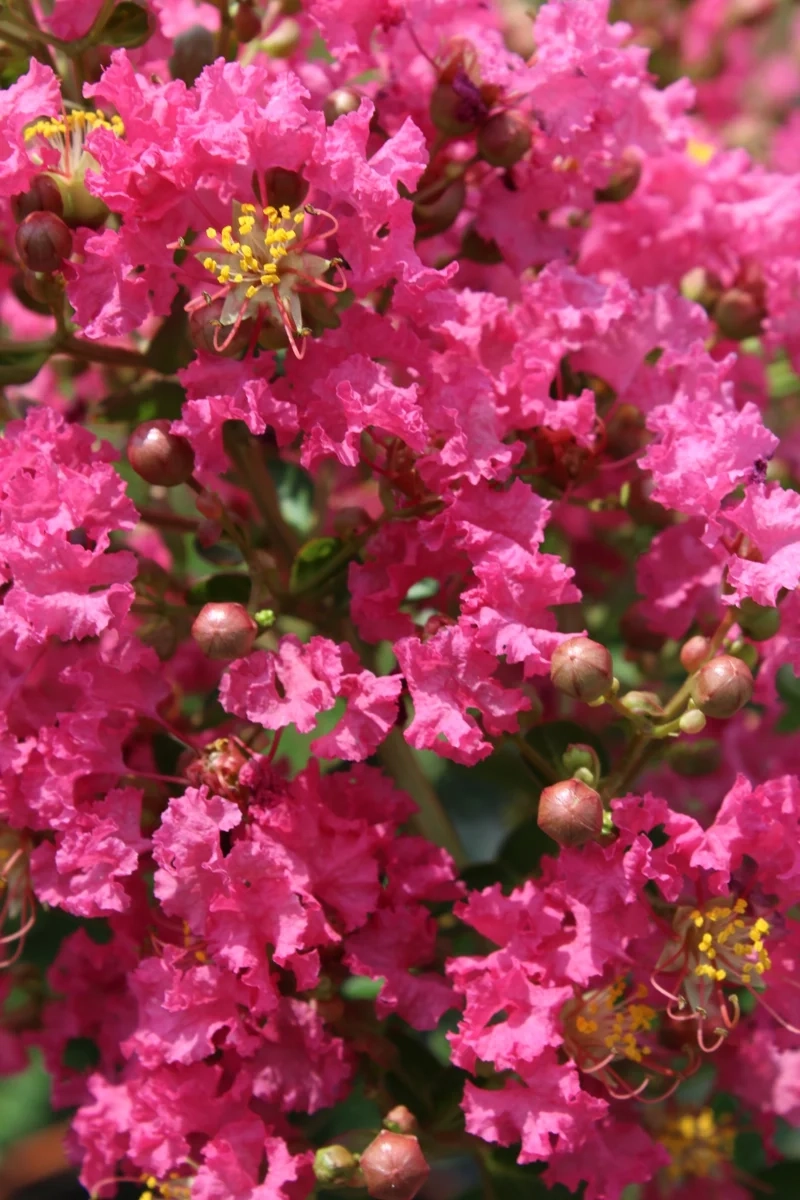 Lilas des indes 'Yang tse'