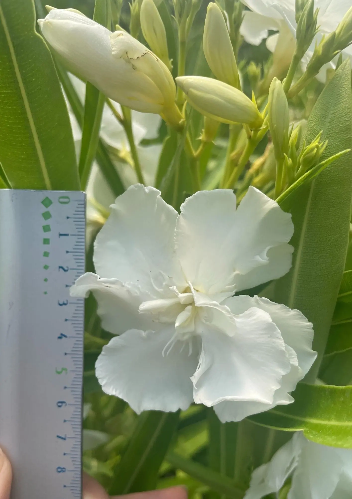 Laurier rose 'Album plenum'