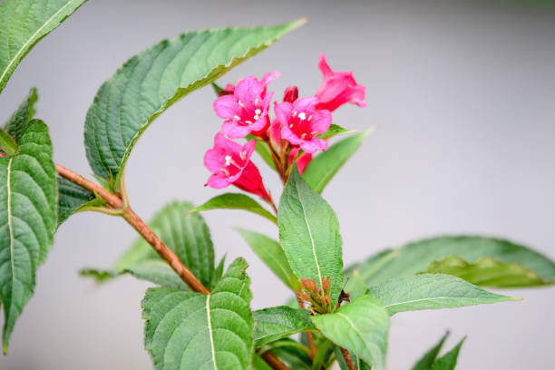 Weigelia 'Brigela' - Image secondaire