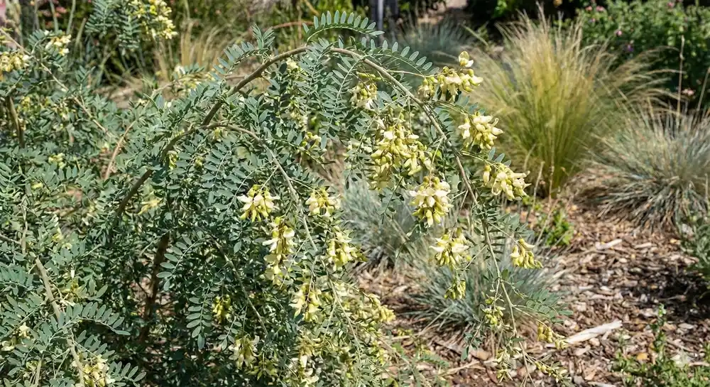 Sophora 'Hilsop'
