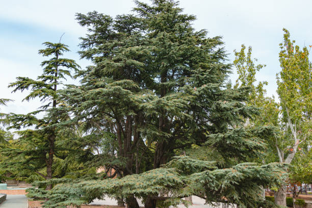 Cèdre bleu de l'atlas pyramidal 'Glauca pyramidalis'