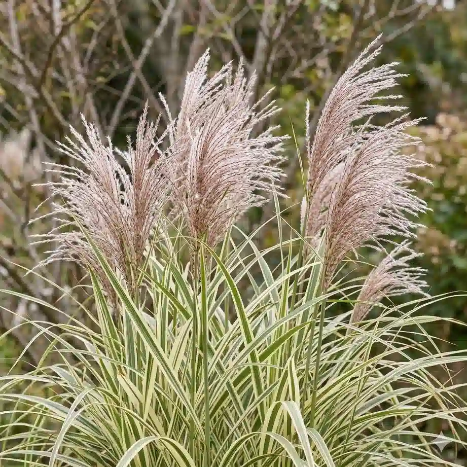 Miscanthus 'Cabaret'