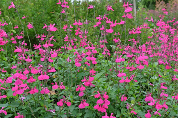 Sauge microphylle rose
