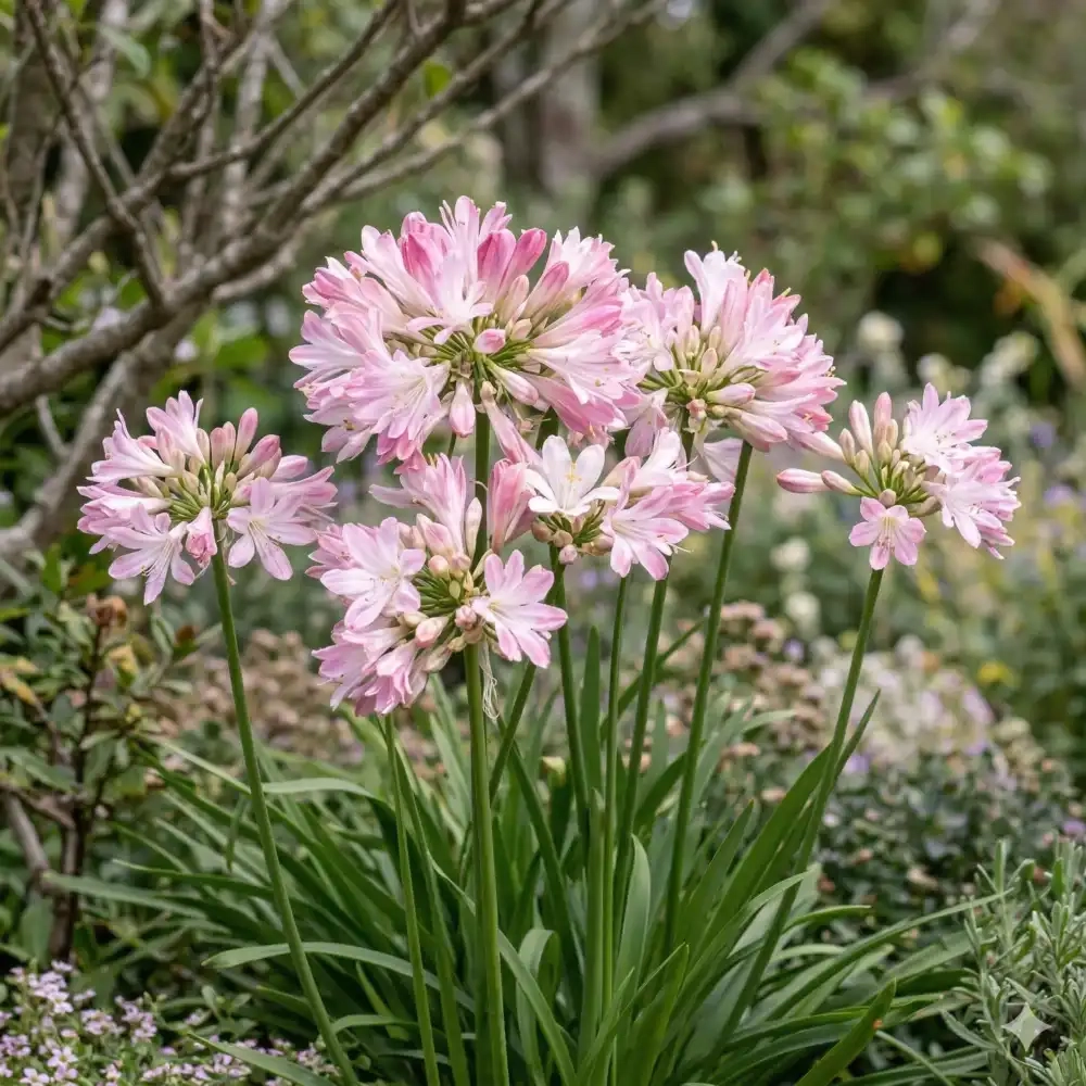 Agapanthe hybride 'Blush pink'