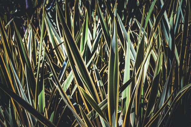 Lin de nouvelle-zélande 'Golden ray' - Image secondaire