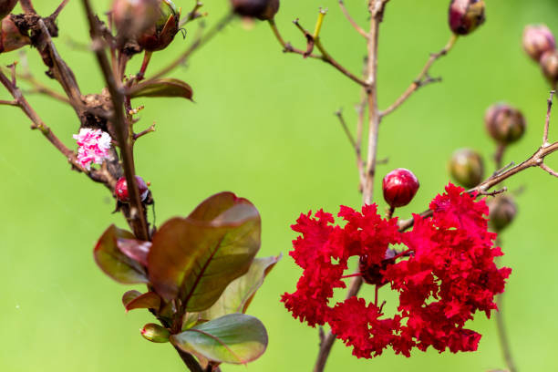 Lilas des indes 'Double dynamite'