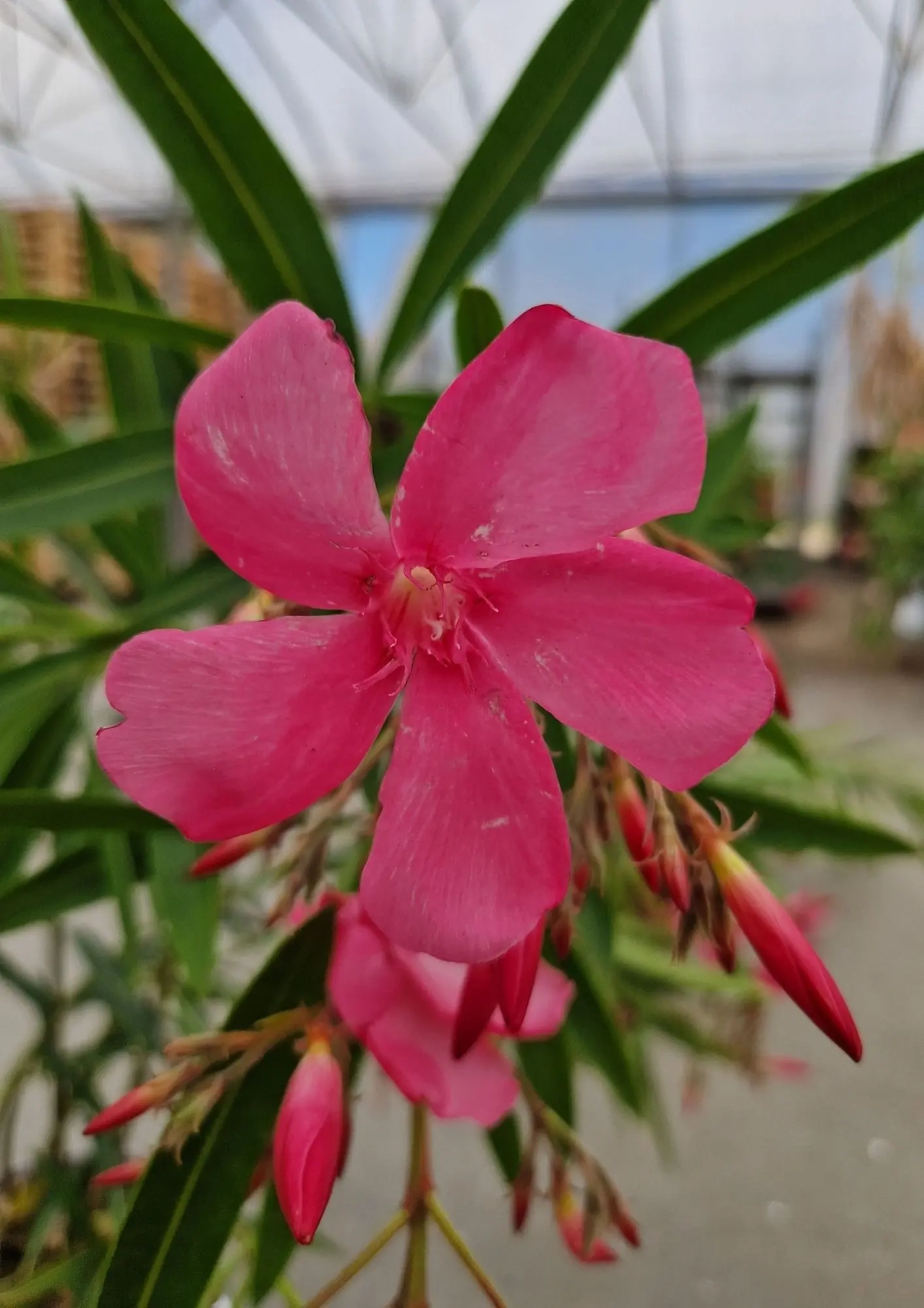 Laurier rose 'Framboise'