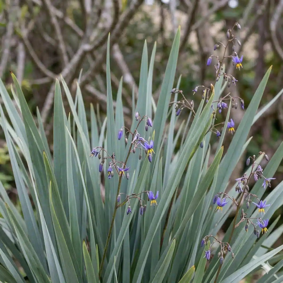 Lys de myrtille 'Blue stream'