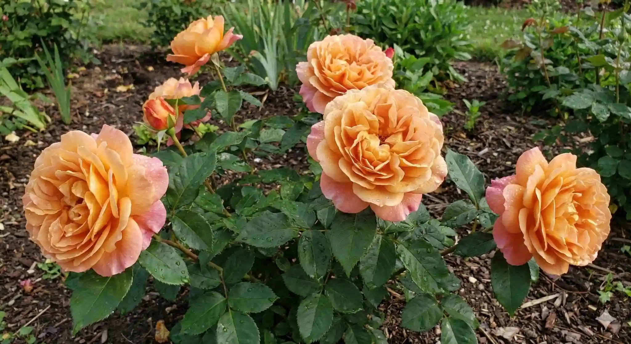 Rosier 'Laurette fugain '