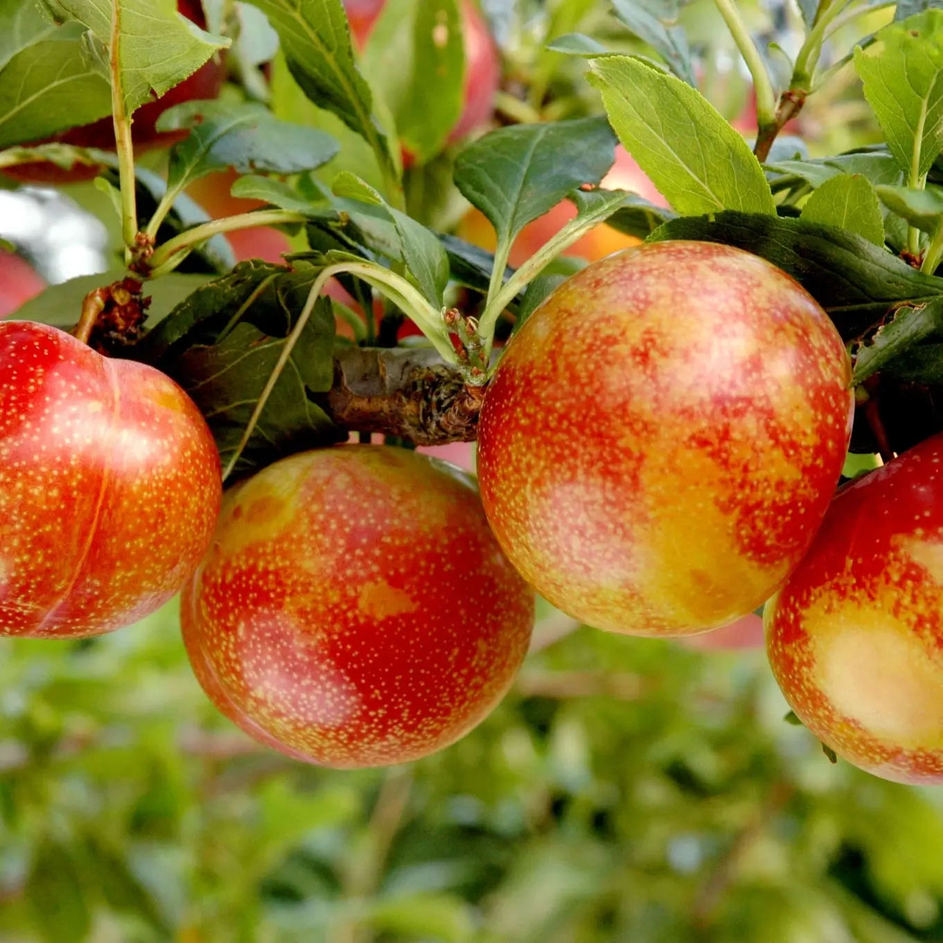 Pluot'Flavor candy'