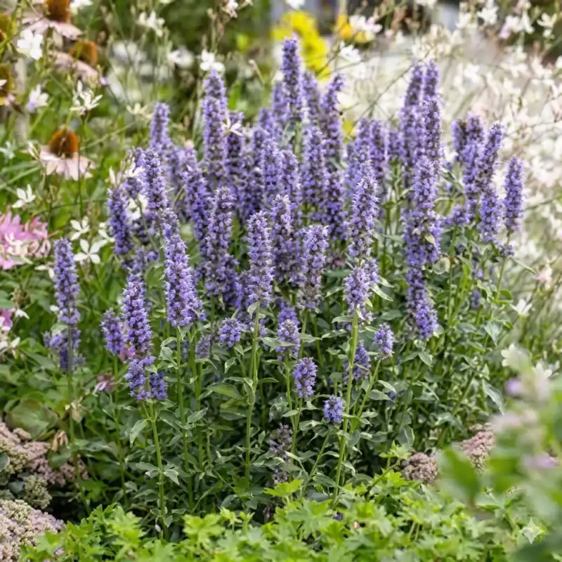 Agastache 'Crazy fortune'