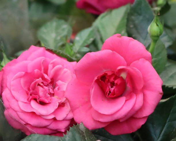 Rosier 'Crazy pink voluptia' - Image secondaire