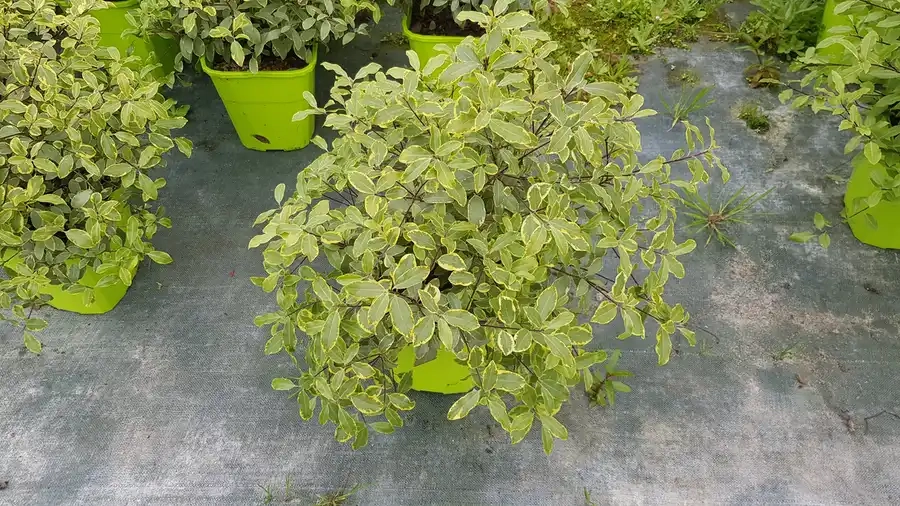 Pittospore 'Glo ball'