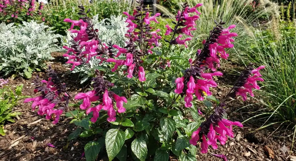 Sauge guarani 'Rockin 'fuchsia®'