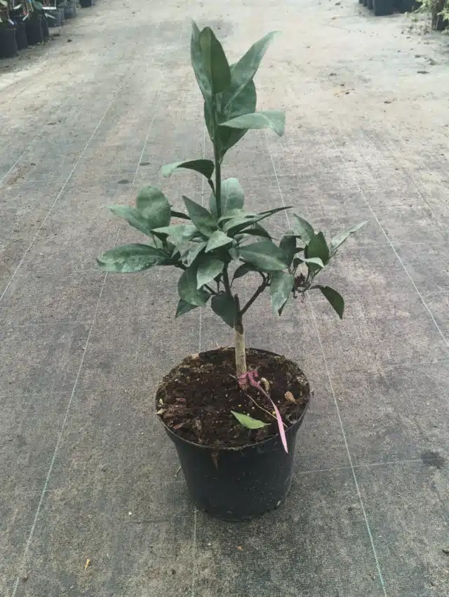 Oranger 'Navel negra'