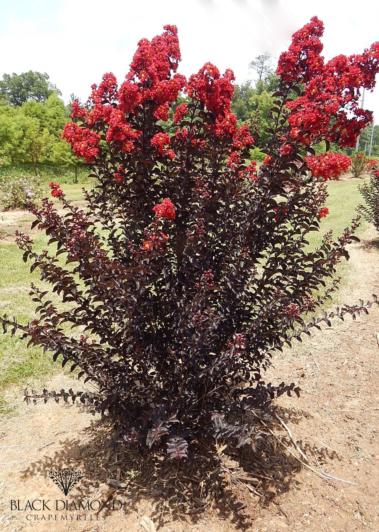 Lilas des indes 'Crimson red'