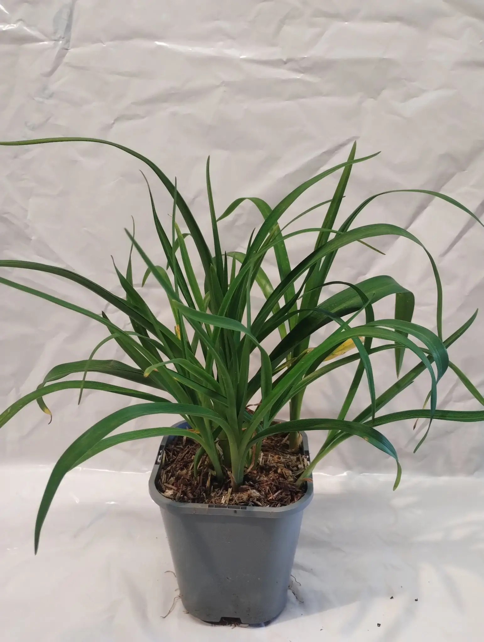 Hémérocalle 'Limetri'