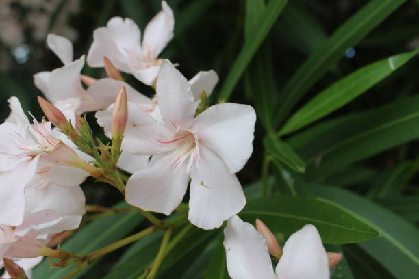 Laurier-rose 'Alsace blanc rose'