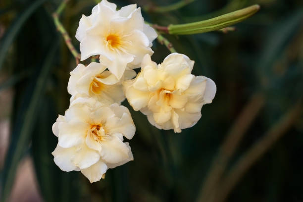 Laurier-rose 'Luteum plenum jaune clair double'
