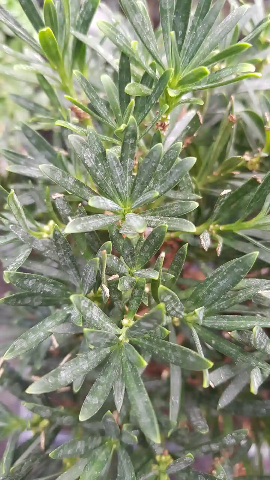 Pin des bouddhistes 'Mood ring'