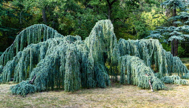Cèdre pleureur bleu de l'atlas 'Glauca pendula'