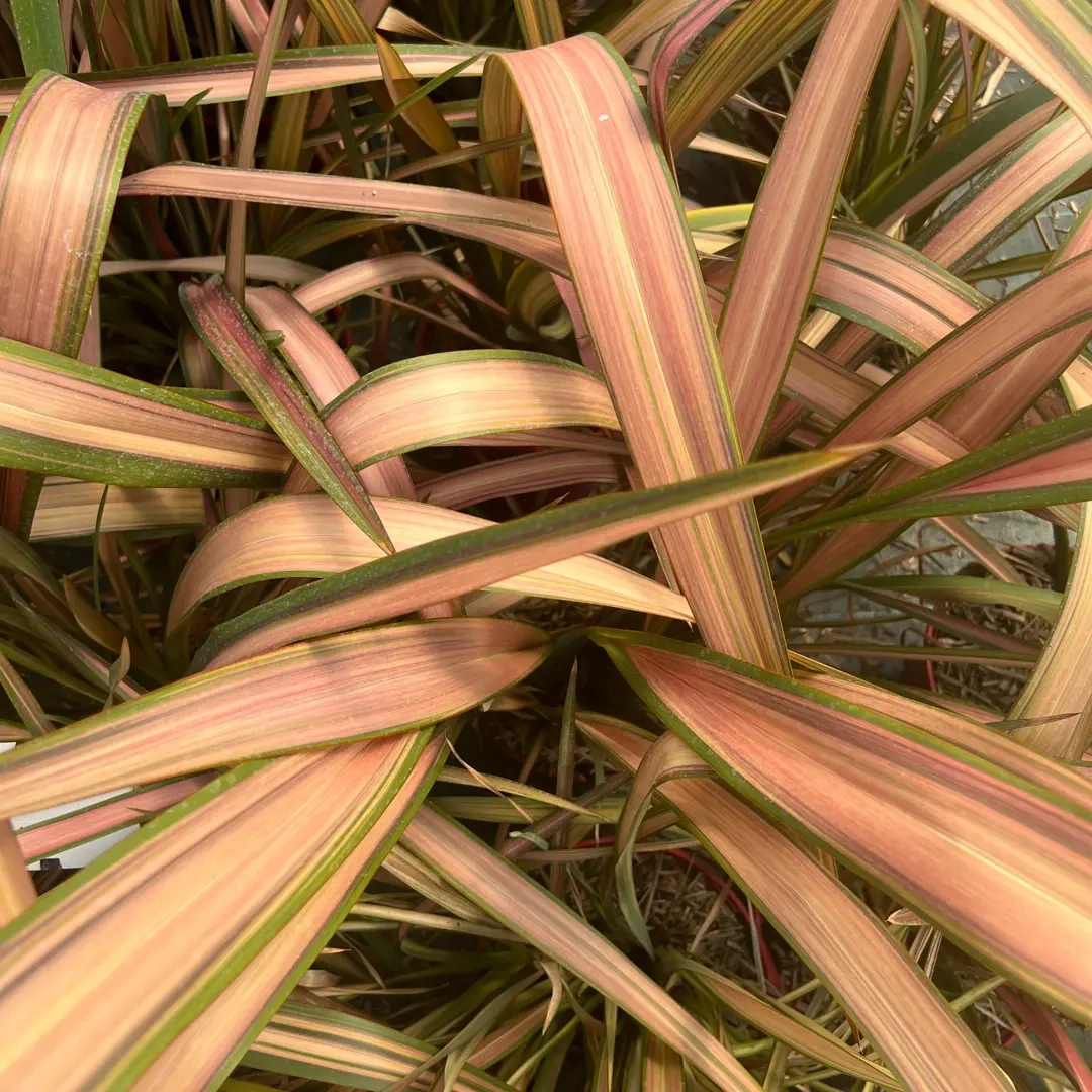 Phormium 'Jester'