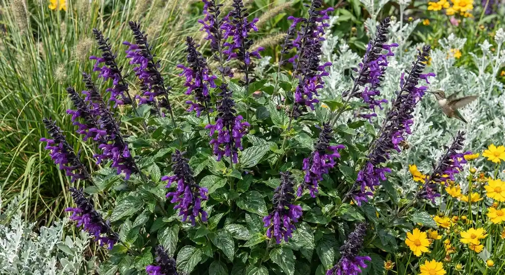 Sauge guarani 'Mirage ® deep purple'