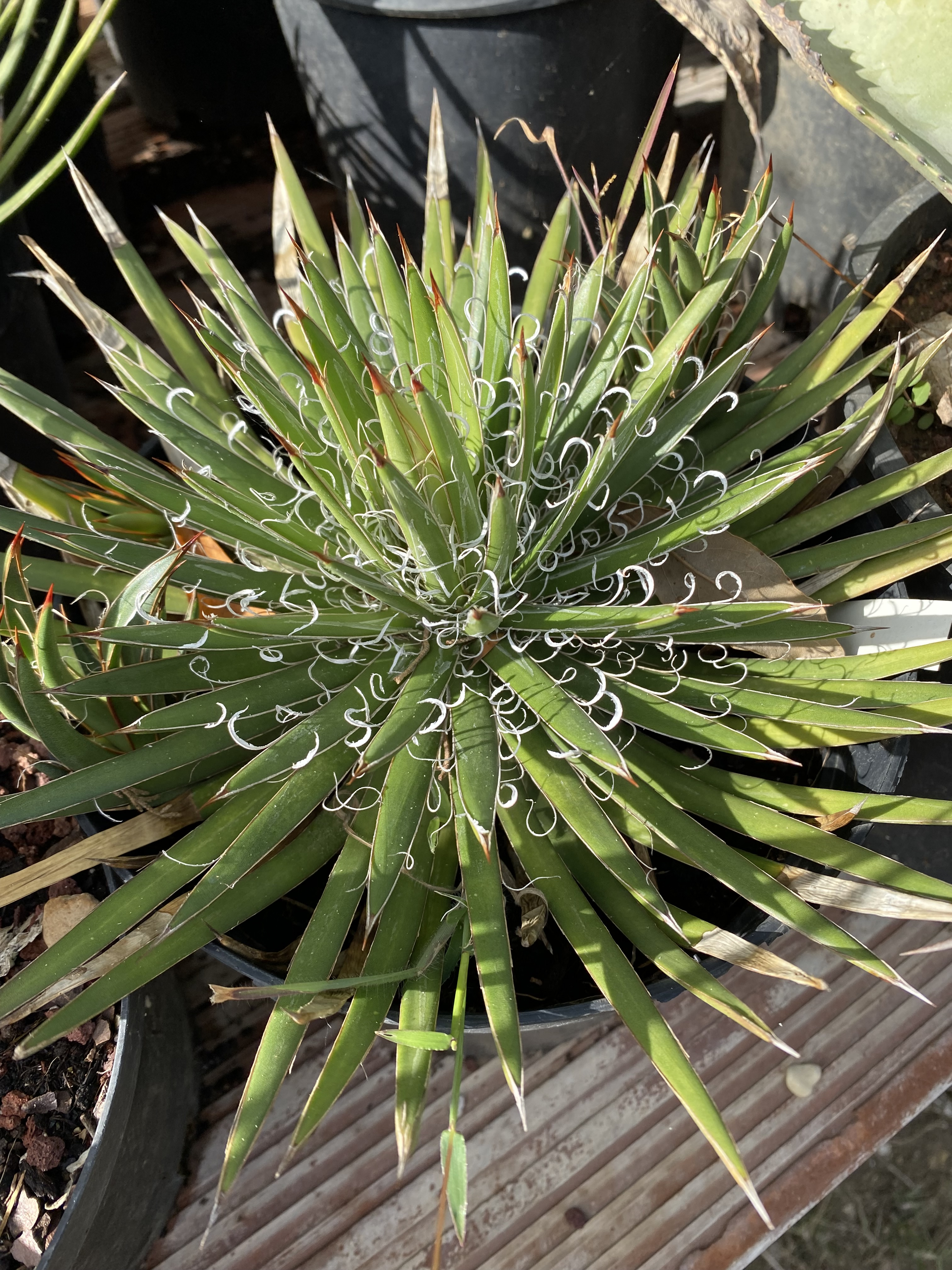 Agave  filifera