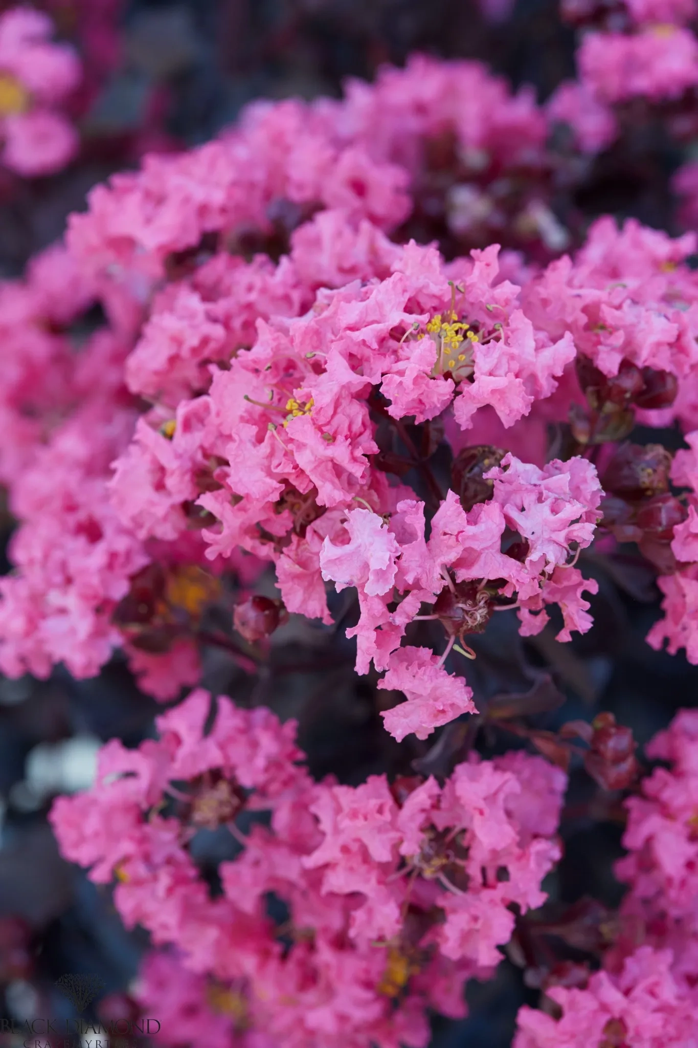 Lilas des indes 'Shell pink'