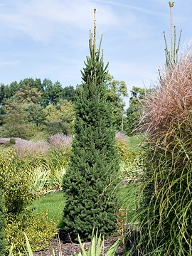 Epicéa commun 'Excelsa'