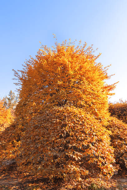 Hêtre commun 'Dawyck gold'