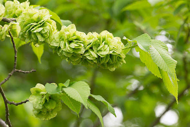 Orme lutèce 'Lutece'