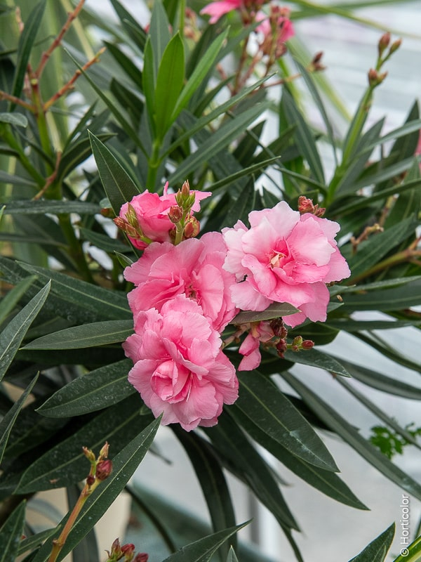 Laurier-rose 'Rose de borels rose triple parfume'