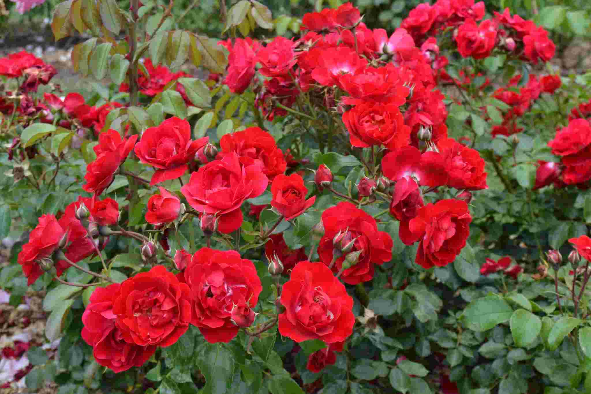 Rosier 'Centenaire de lourdes rouge '