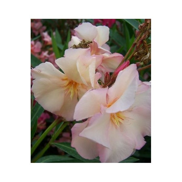 Laurier rose 'Souvenir de Michel'