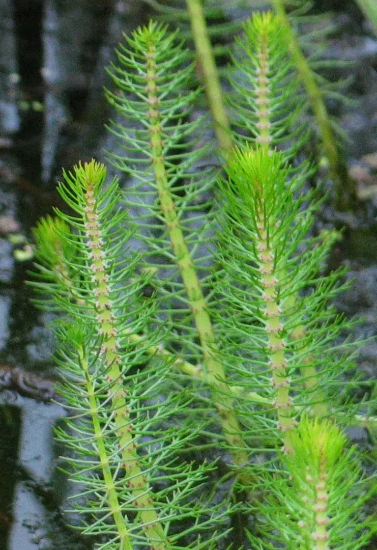 Myriophylle crépu