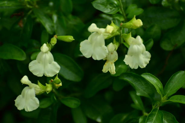 Sauge 'Lemon light'