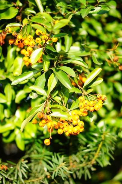 Buisson-ardent 'Jaune cadaune' - Image secondaire