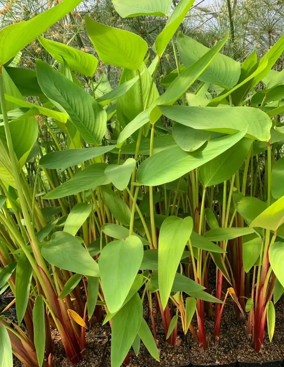 Thalie à tige rouge 'Red stem'