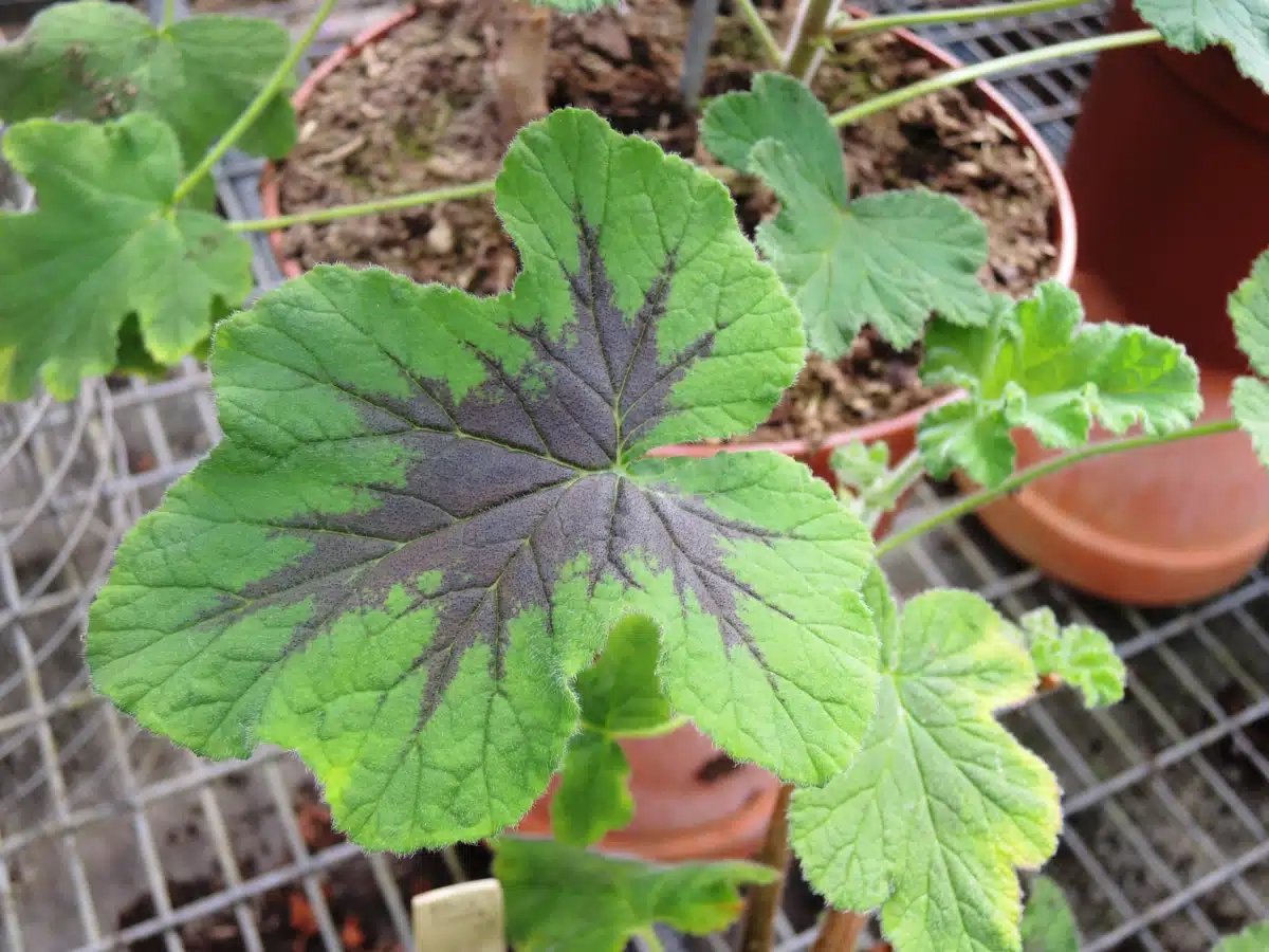 Géranium au parfum de menthe ' '