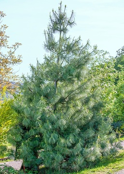 Pin de l'himalaya