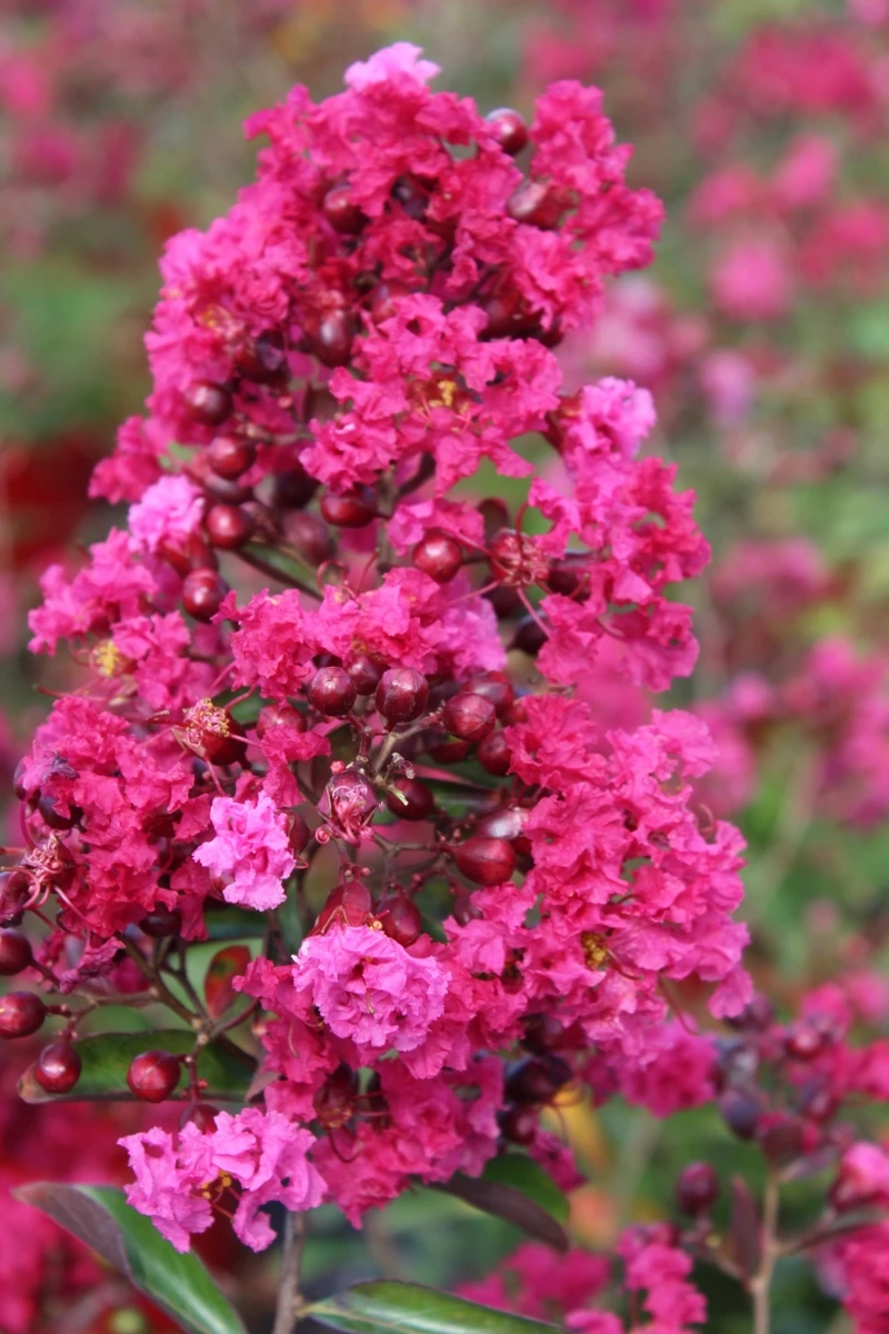 Lilas des indes 'Terrasse rouge'