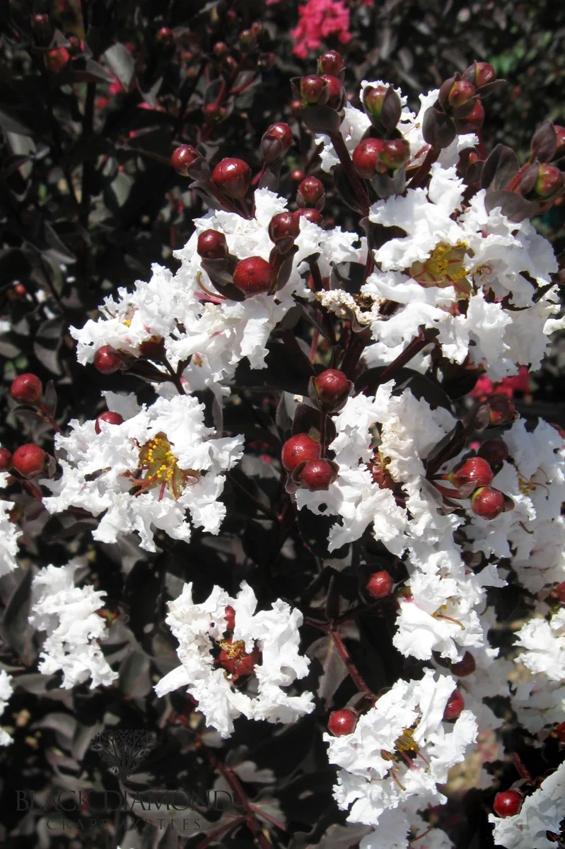 Lilas des indes 'Pure white'